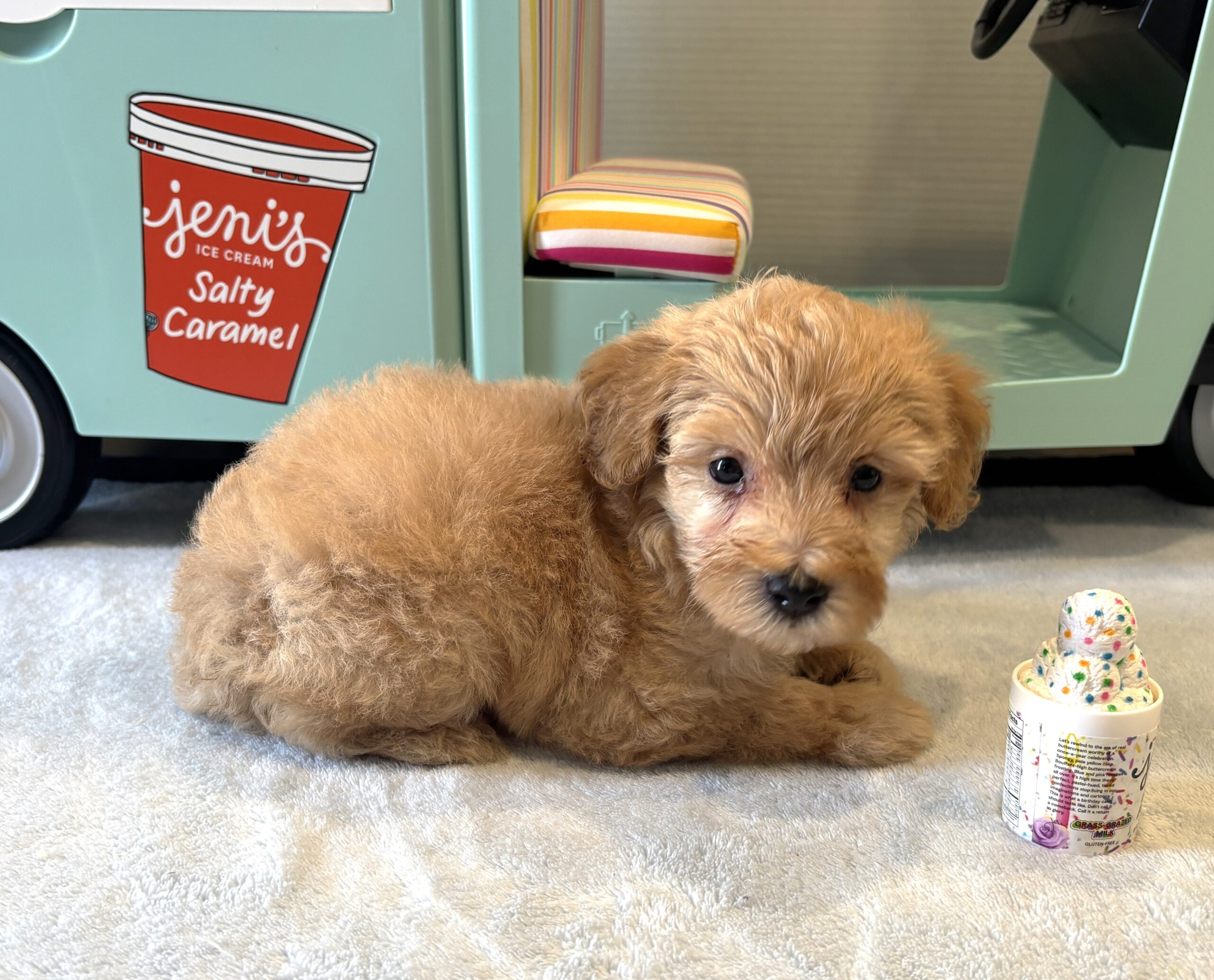 AURORA – Miniature Schnoodle $2700