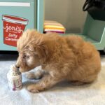 AURORA – Miniature Schnoodle $2700