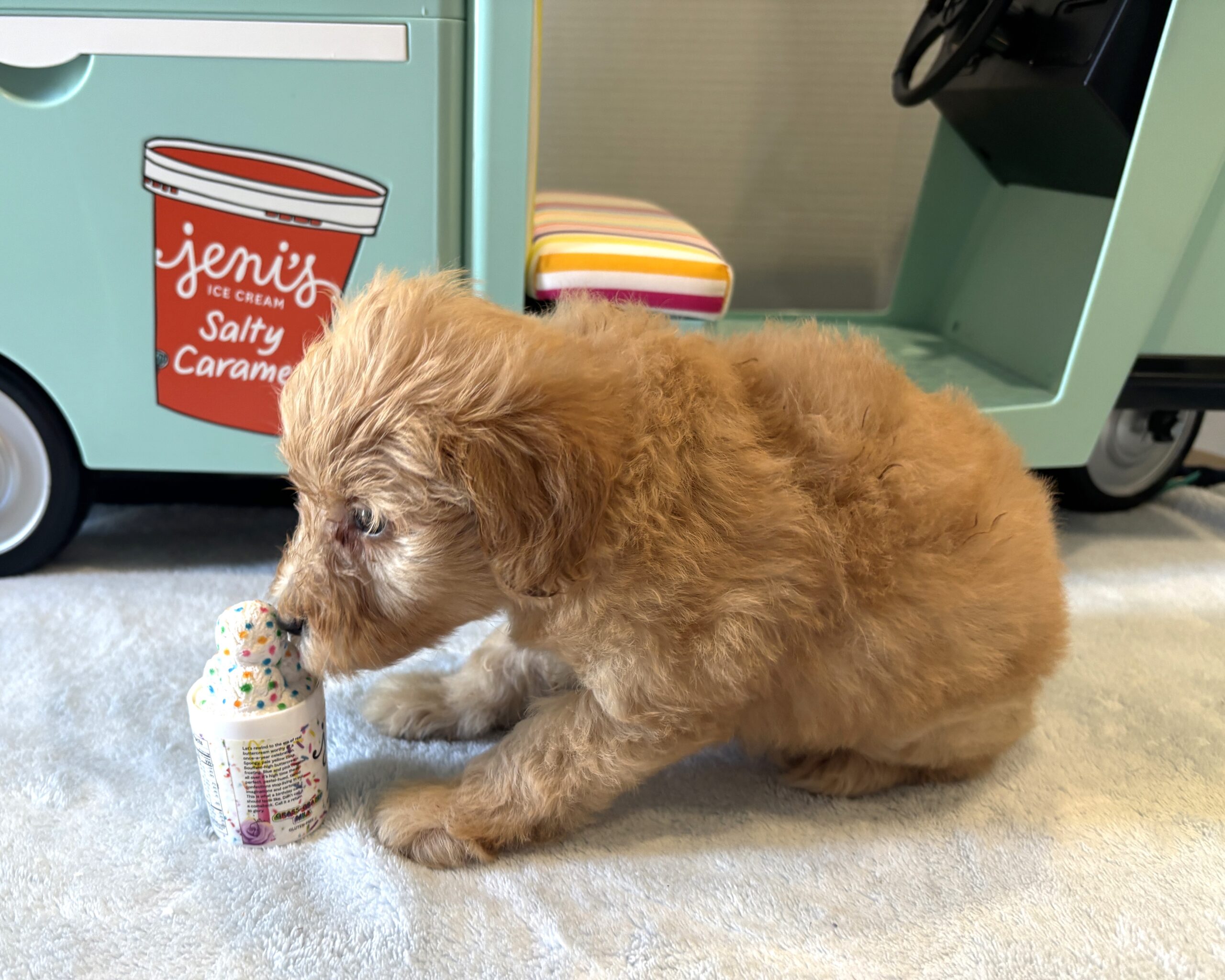 AURORA – Miniature Schnoodle $2700