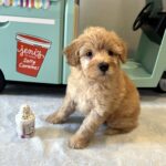 AURORA – Miniature Schnoodle $2700