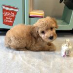 AURORA – Miniature Schnoodle $2700