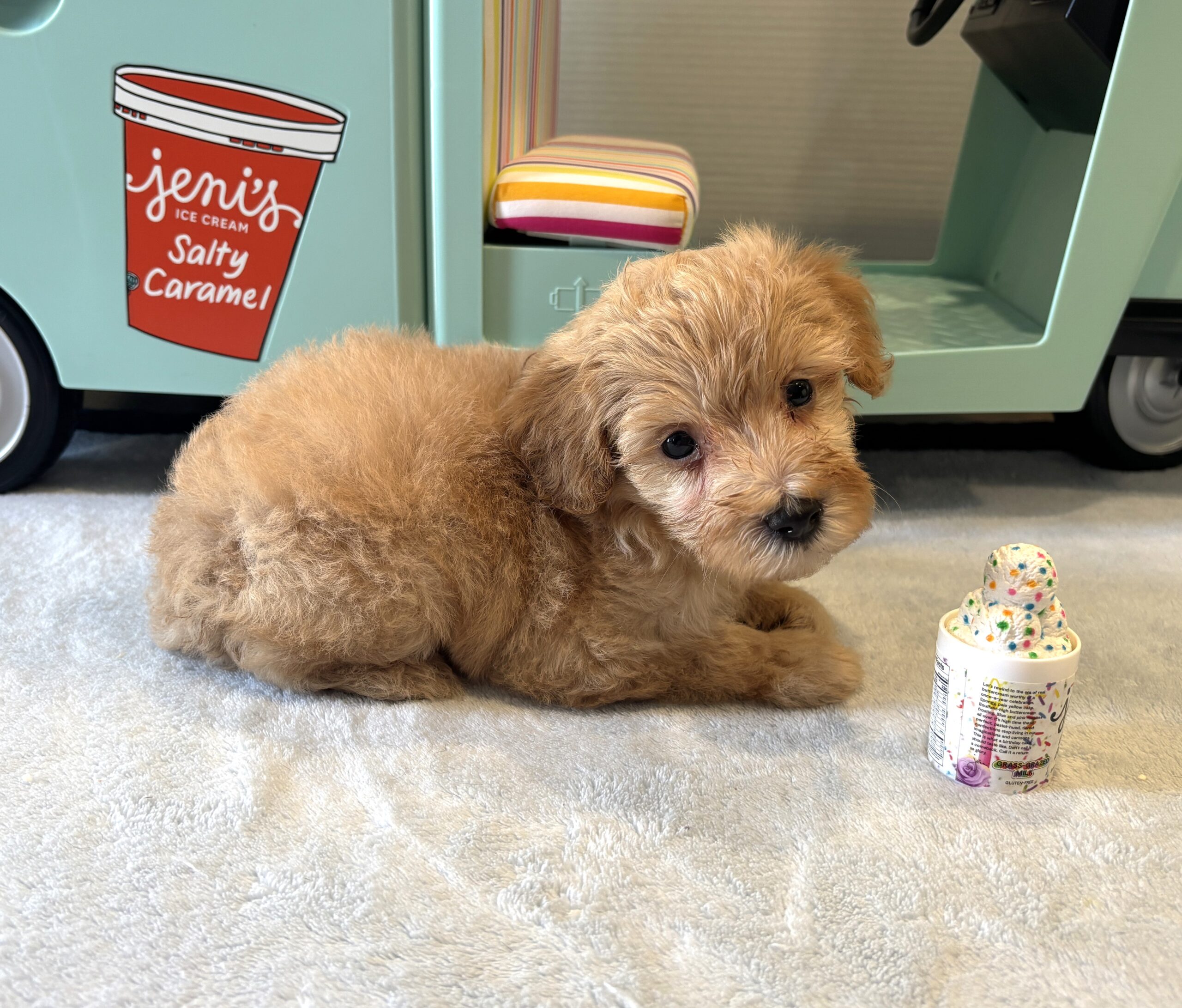 AURORA – Miniature Schnoodle $2700