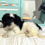 BANDIT – Miniature Schnoodle $2500