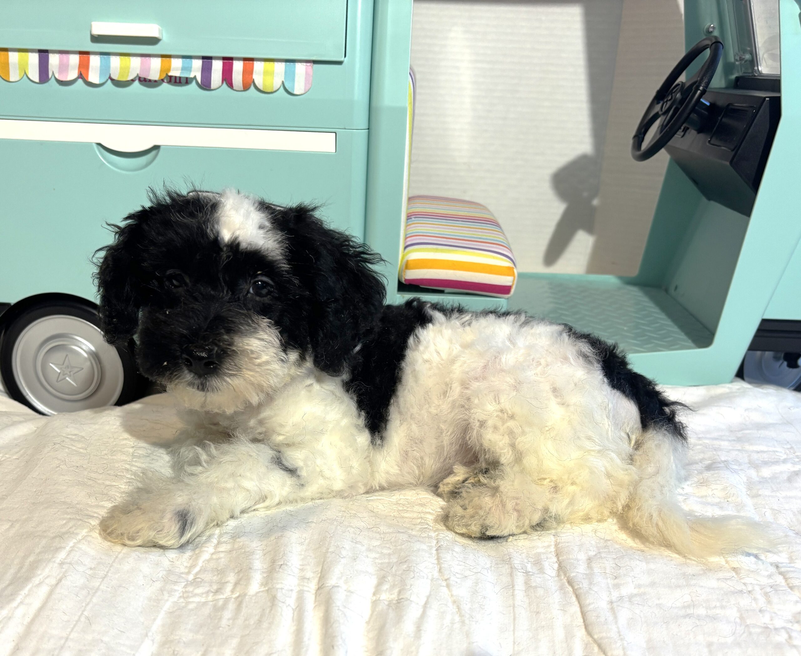 BANDIT – Miniature Schnoodle $2500