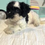 BANDIT – Miniature Schnoodle $2500