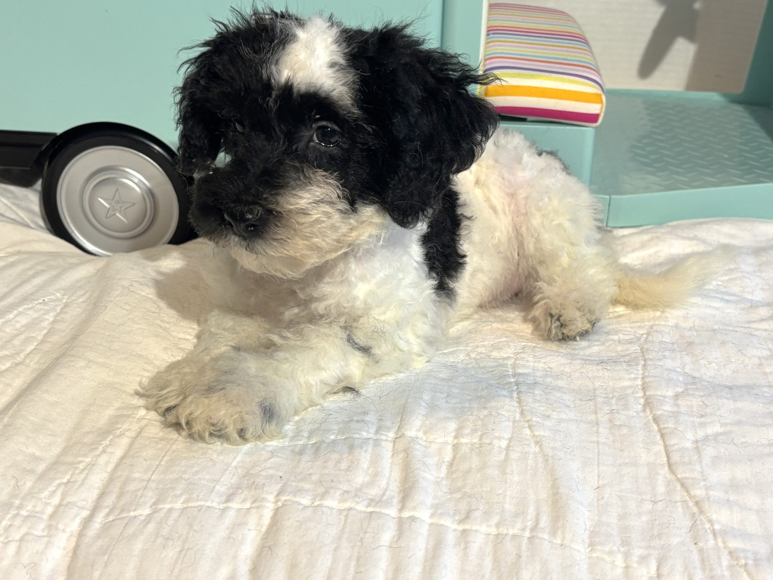 BANDIT – Miniature Schnoodle $2500