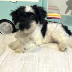 BANDIT – Miniature Schnoodle $2500