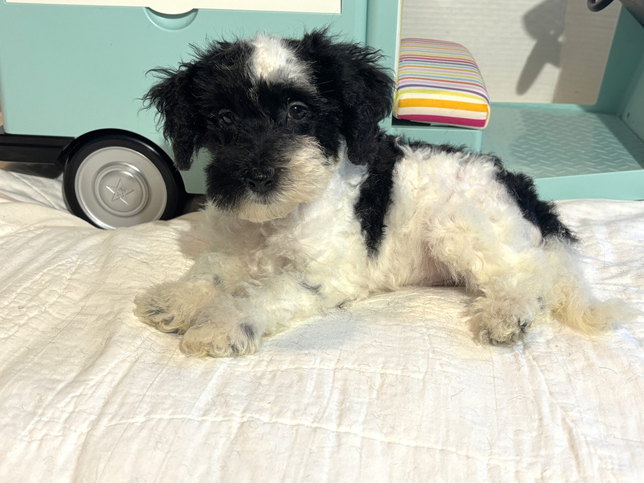 BANDIT – Miniature Schnoodle $2500