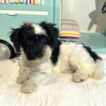 BANDIT – Miniature Schnoodle $2500