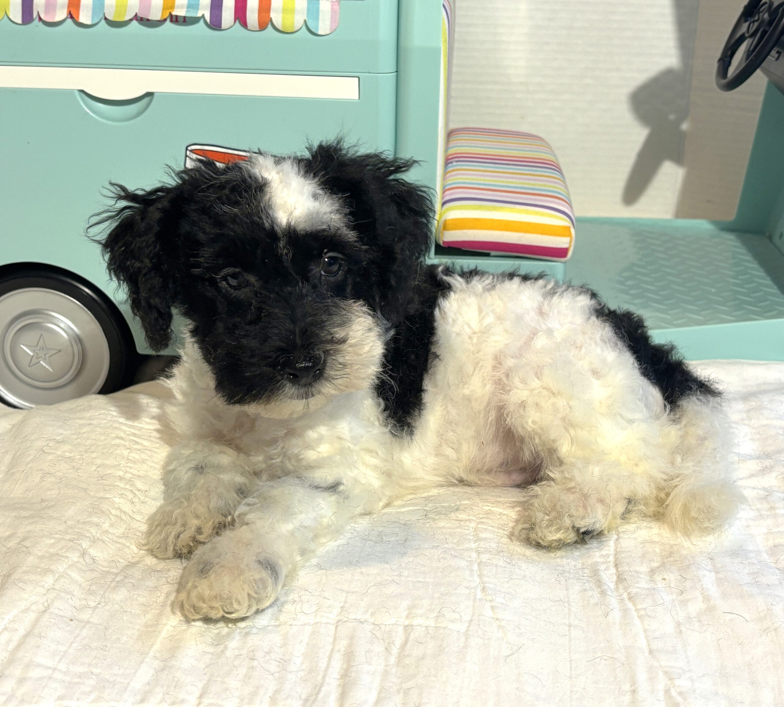 BANDIT – Miniature Schnoodle $2500