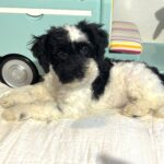 BANDIT – Miniature Schnoodle $2500