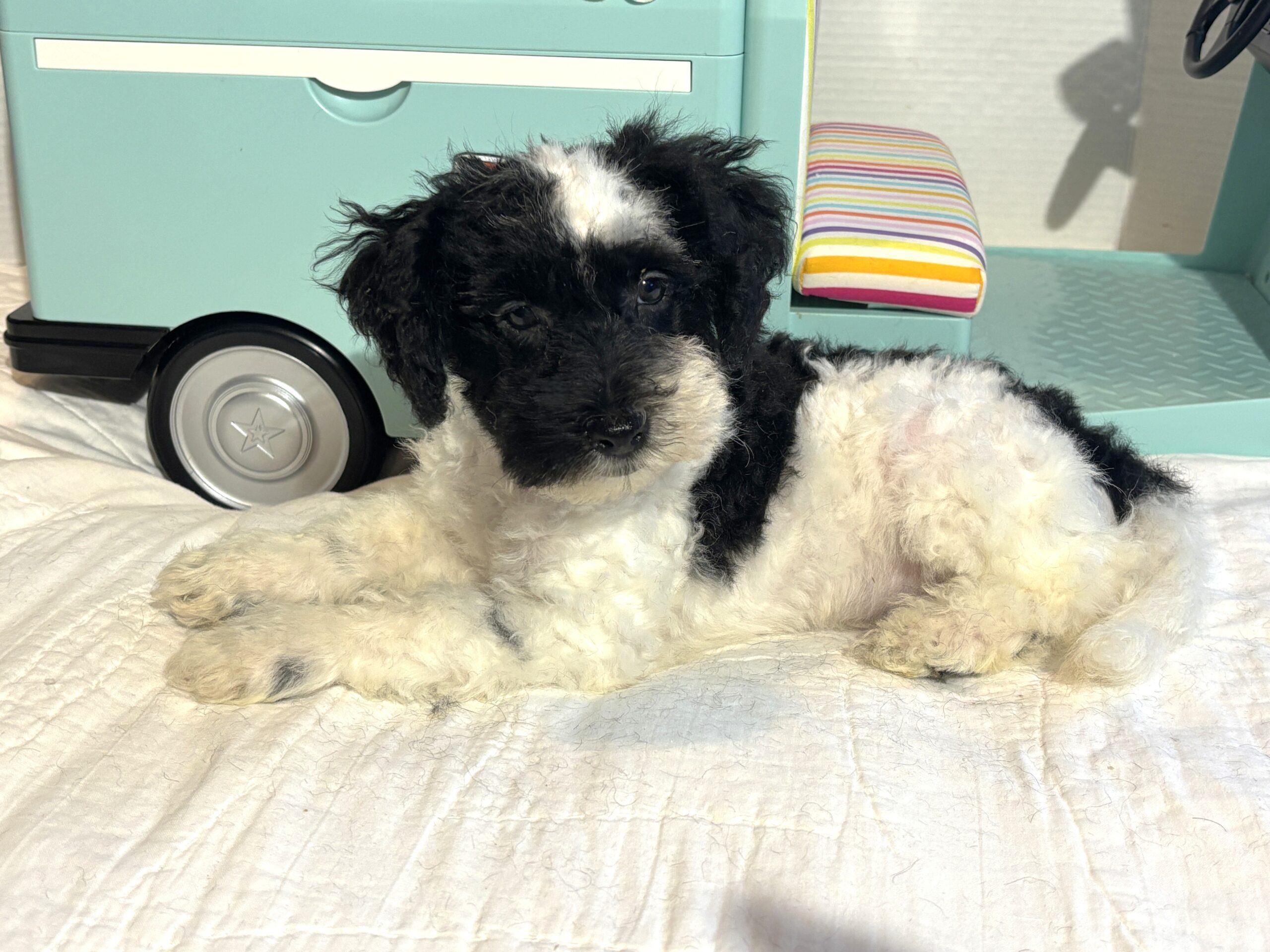 BANDIT – Miniature Schnoodle $2500