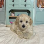 Baxter – Miniature Schnauzer $2200