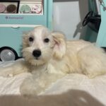 Baxter – Miniature Schnauzer $2200