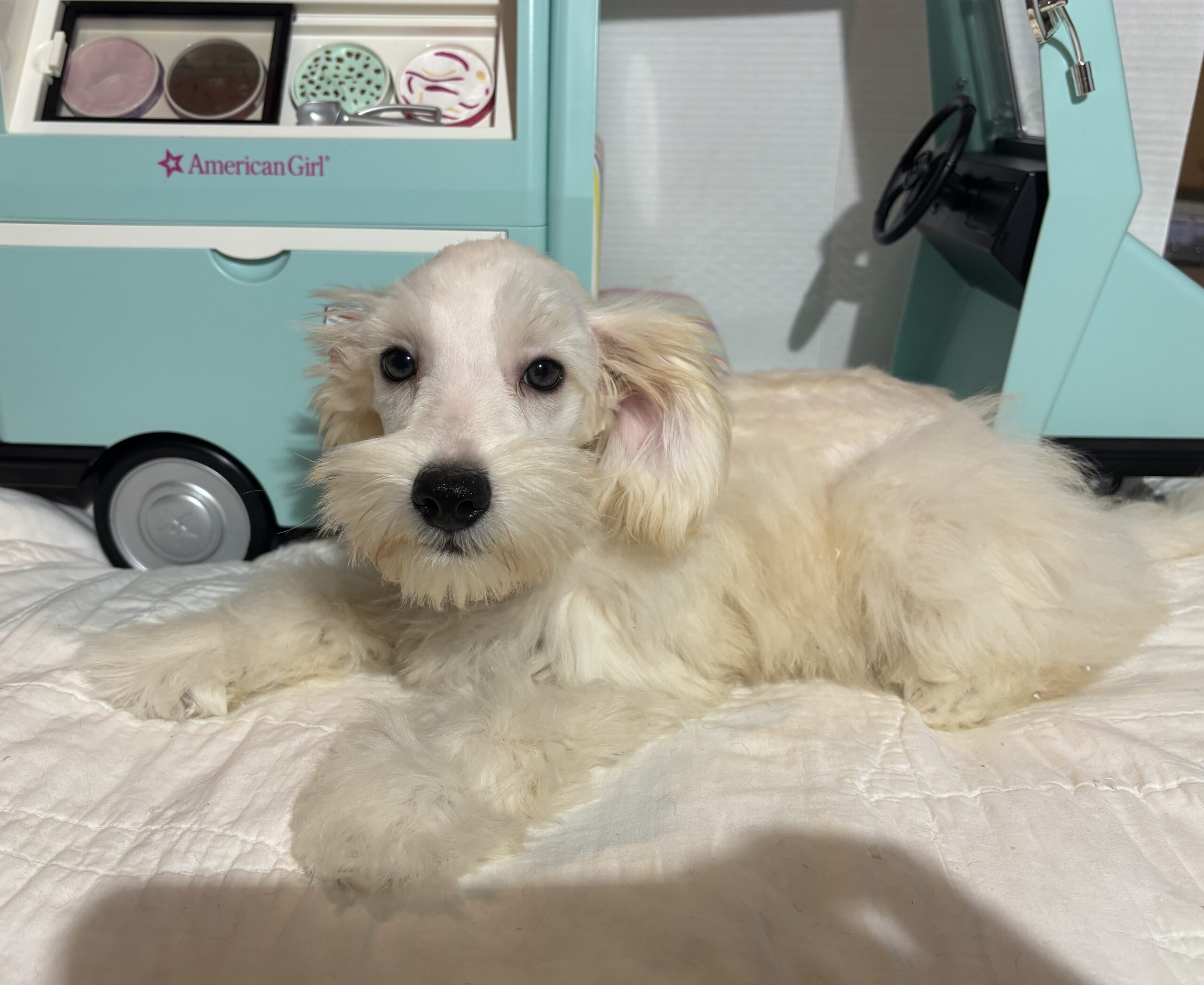 Baxter – Miniature Schnauzer $2200