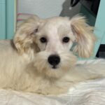 Baxter – Miniature Schnauzer $2200