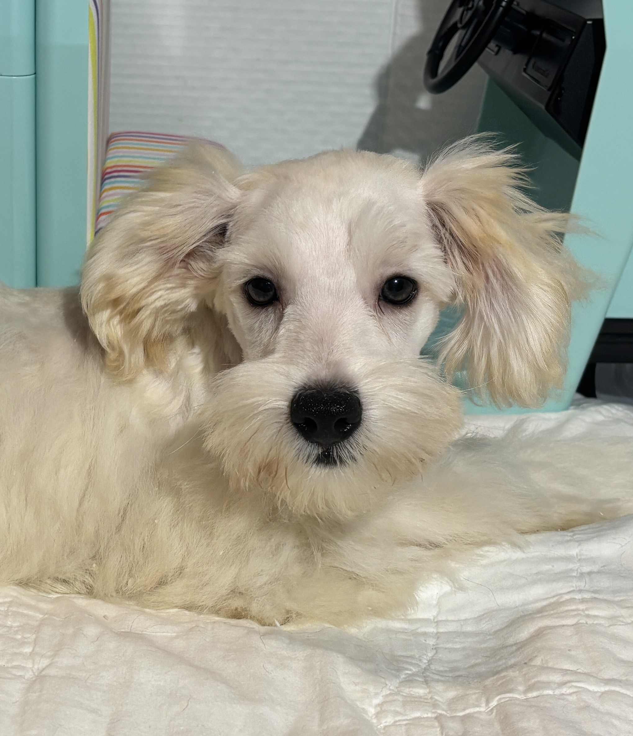 Baxter – Miniature Schnauzer $2200