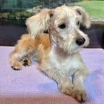 Baxter – Miniature Schnauzer $1800