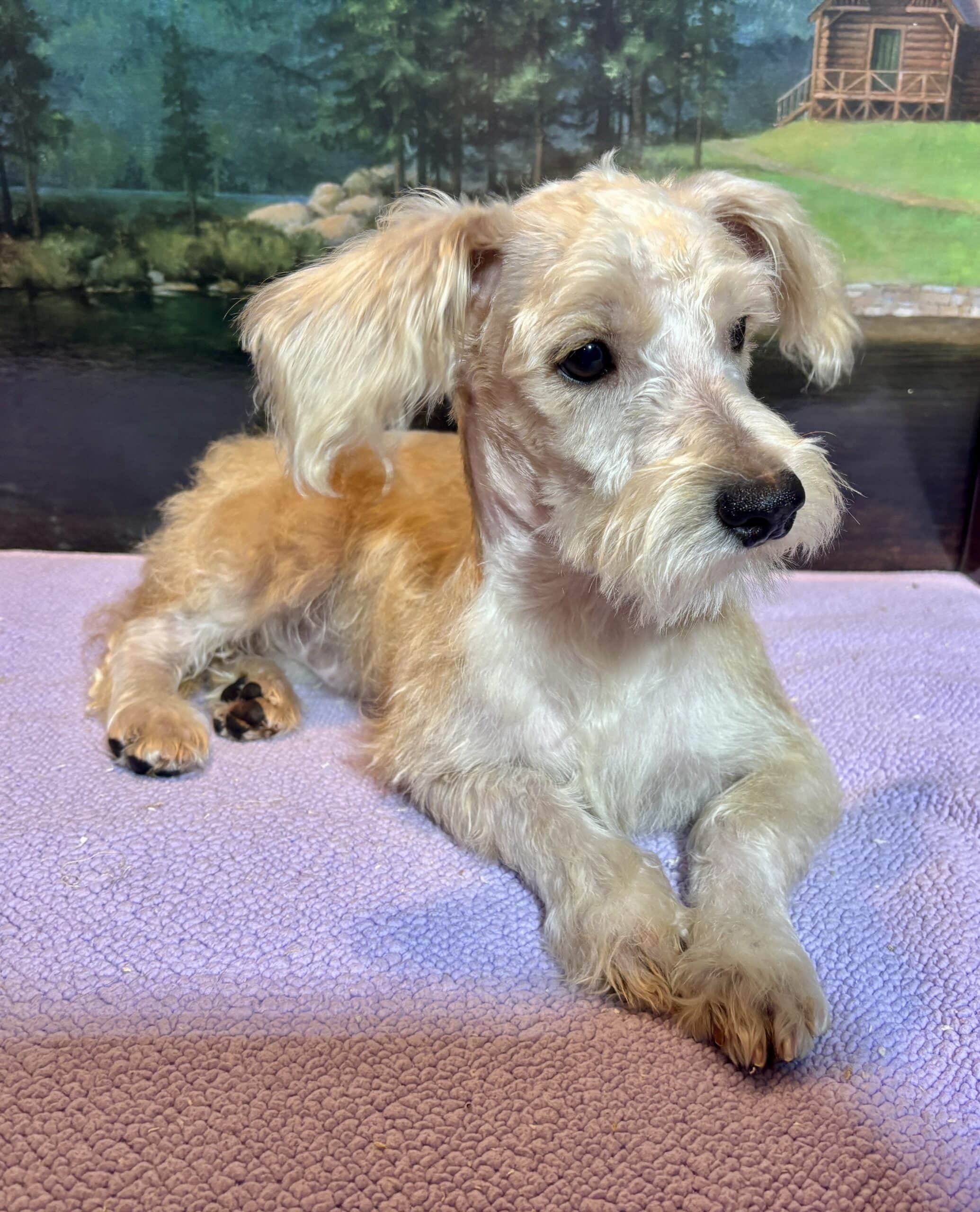 Baxter – Miniature Schnauzer $1800