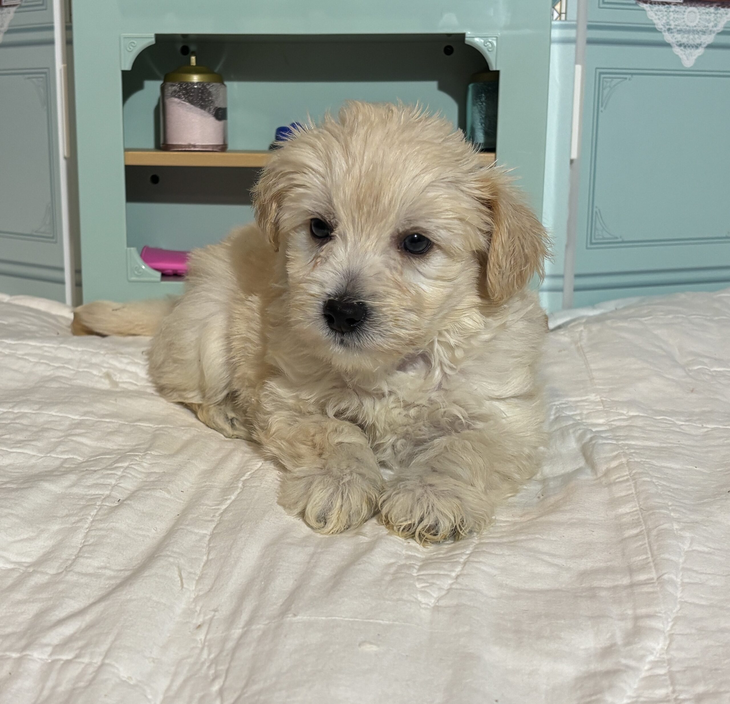 Baxter – Miniature Schnauzer $2200