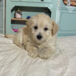 Baxter – Miniature Schnauzer $2200