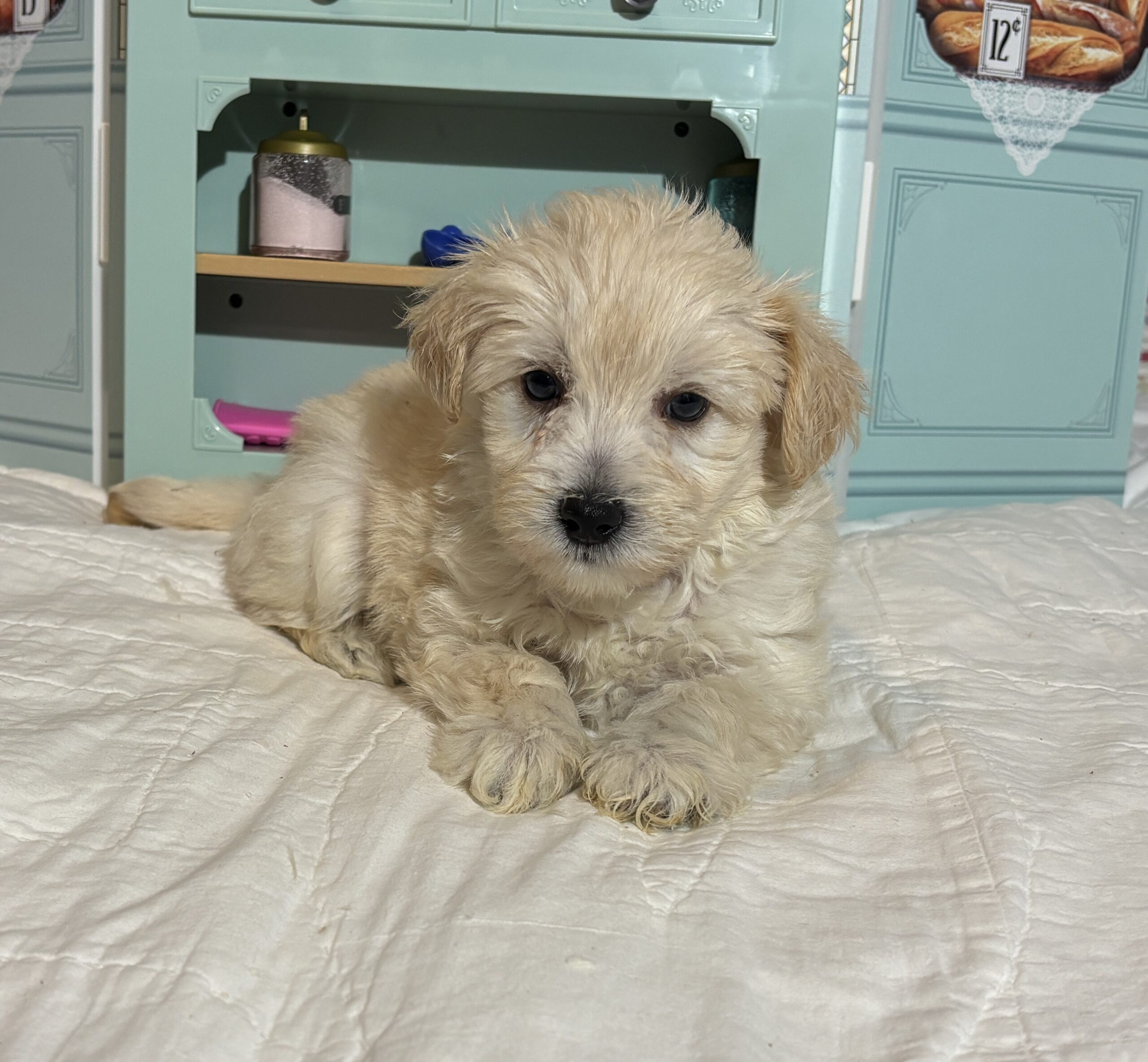 Baxter – Miniature Schnauzer $2200