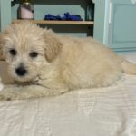 Baxter – Miniature Schnauzer $2200