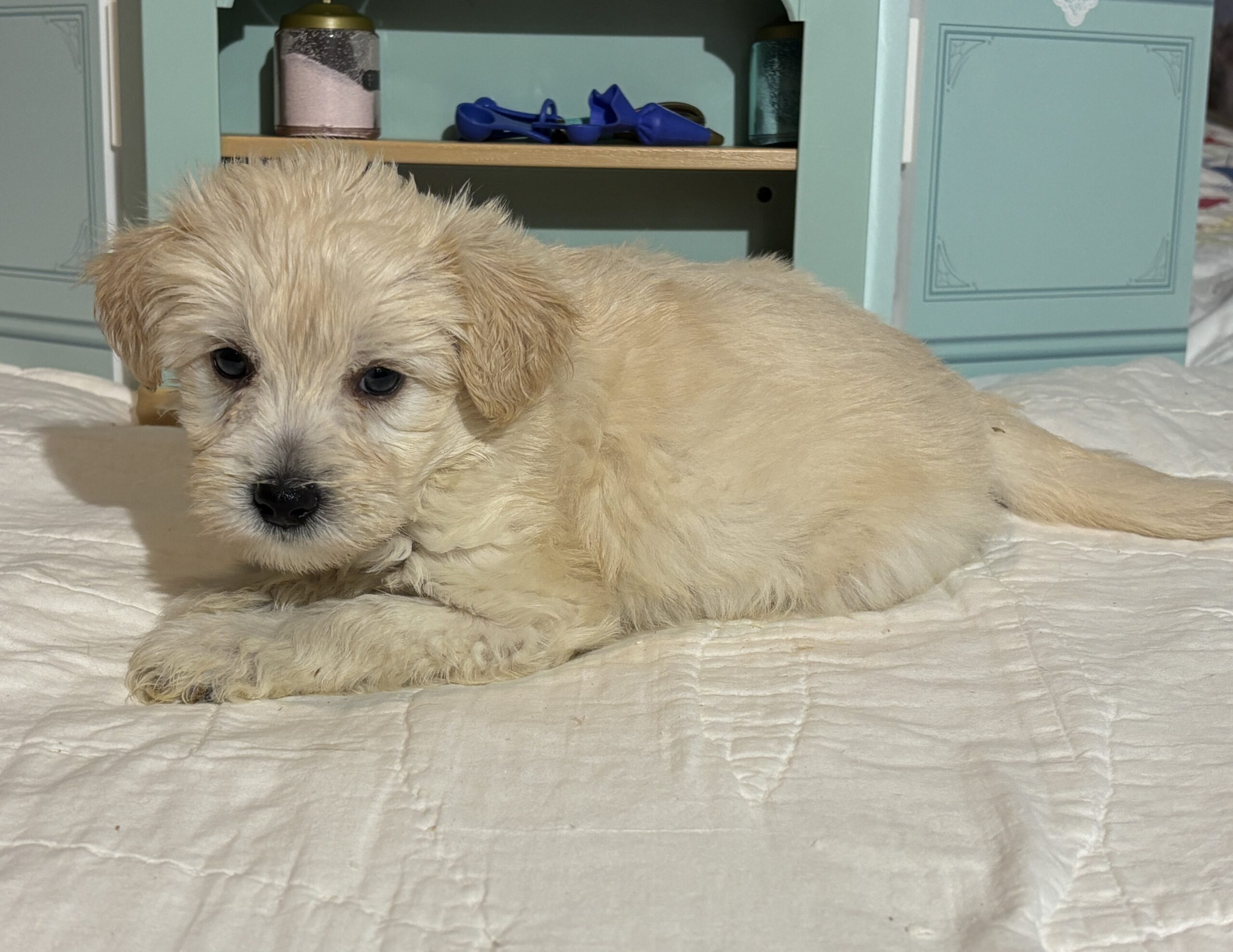 Baxter – Miniature Schnauzer $2200