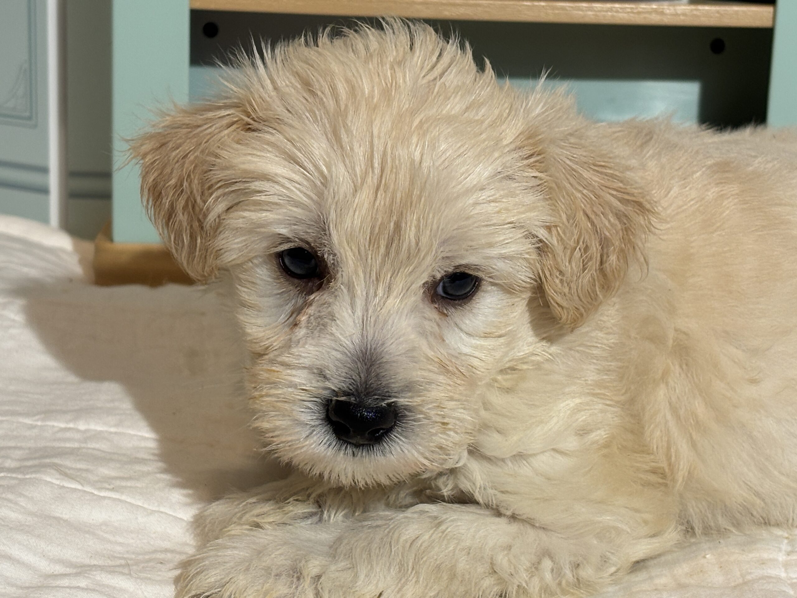 Baxter – Miniature Schnauzer $2200