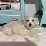 Baxter – Miniature Schnauzer $2200