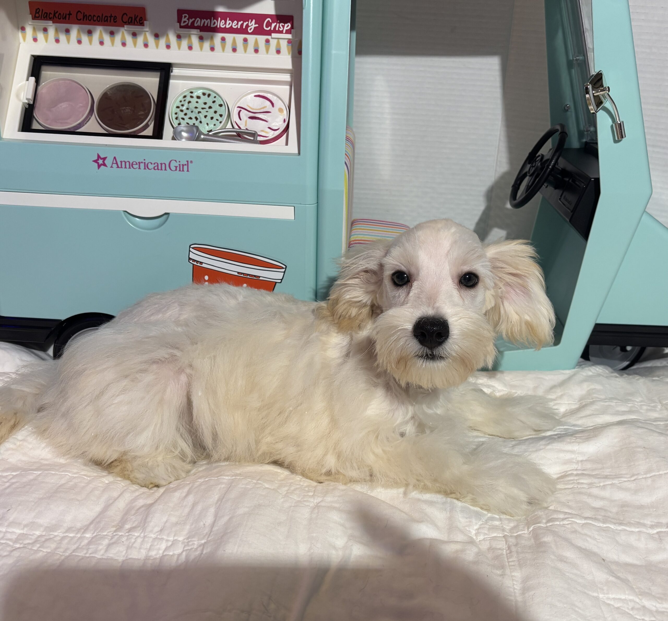 Baxter – Miniature Schnauzer $2200