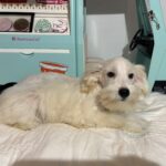 Baxter – Miniature Schnauzer $2200