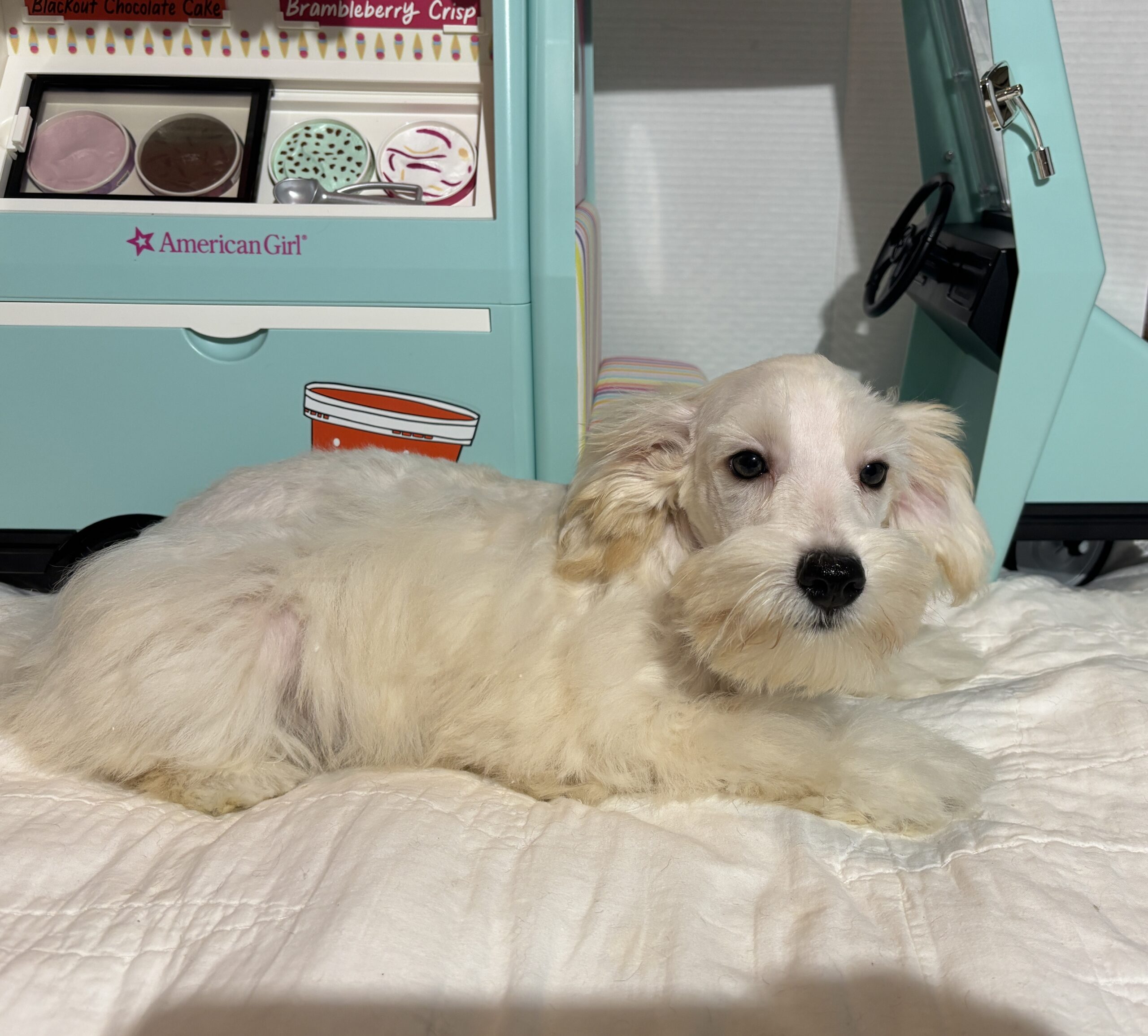 Baxter – Miniature Schnauzer $2200