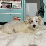 Baxter – Miniature Schnauzer $2200
