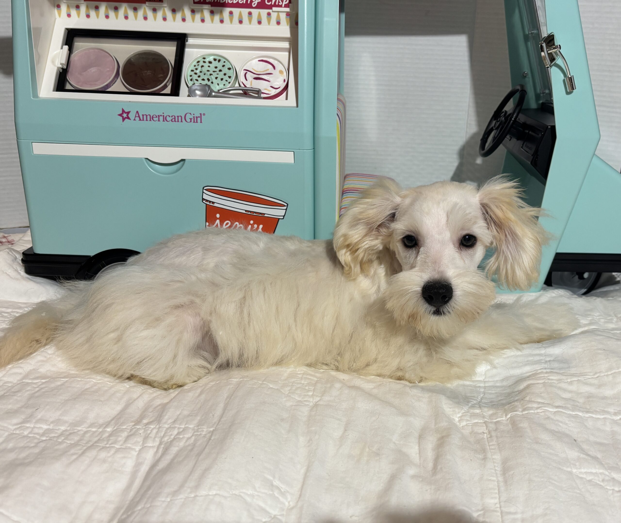 Baxter – Miniature Schnauzer $2200