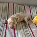 Belle – Miniature Schnoodle $2200