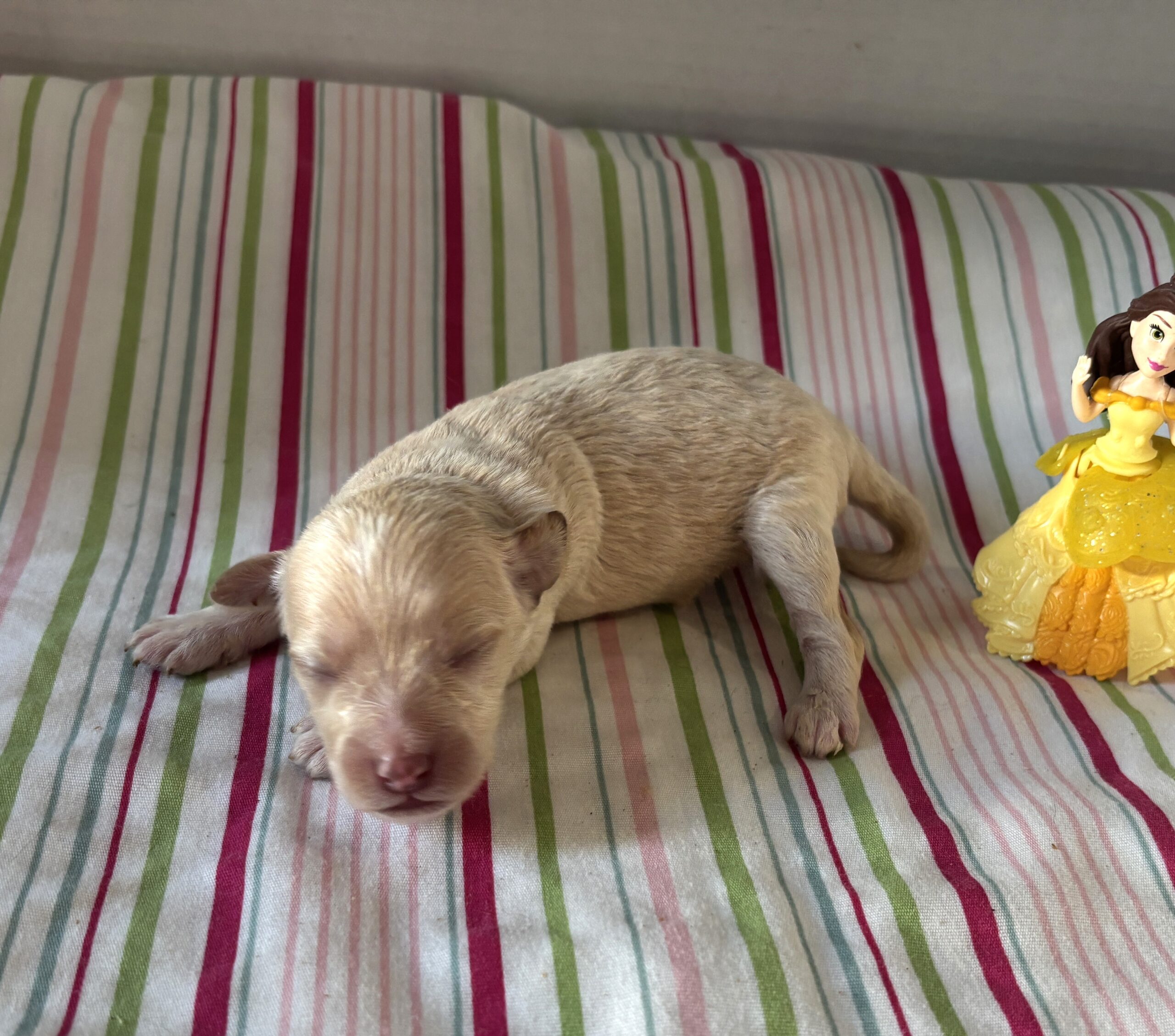 Belle – Miniature Schnoodle $2200