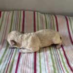 Belle – Miniature Schnoodle $2200