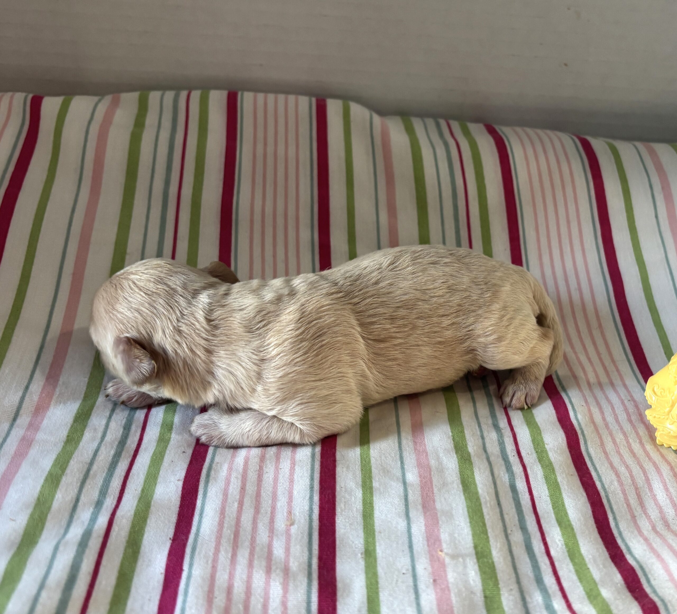 Belle – Miniature Schnoodle $2200
