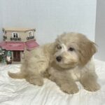 BELLE – Miniature Schnoodle $2000