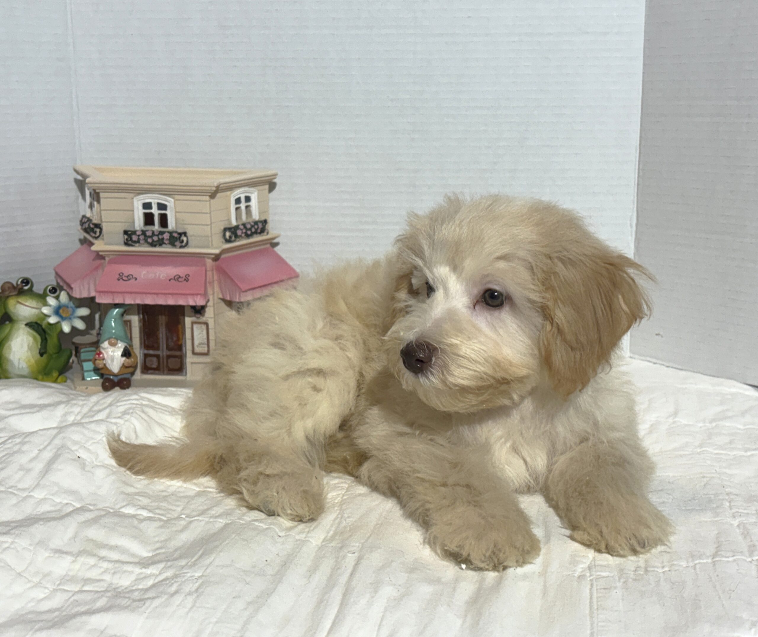 BELLE – Miniature Schnoodle $2000