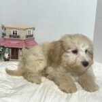 BELLE – Miniature Schnoodle $2000