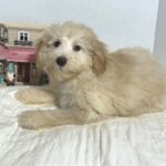 BELLE – Miniature Schnoodle $2000