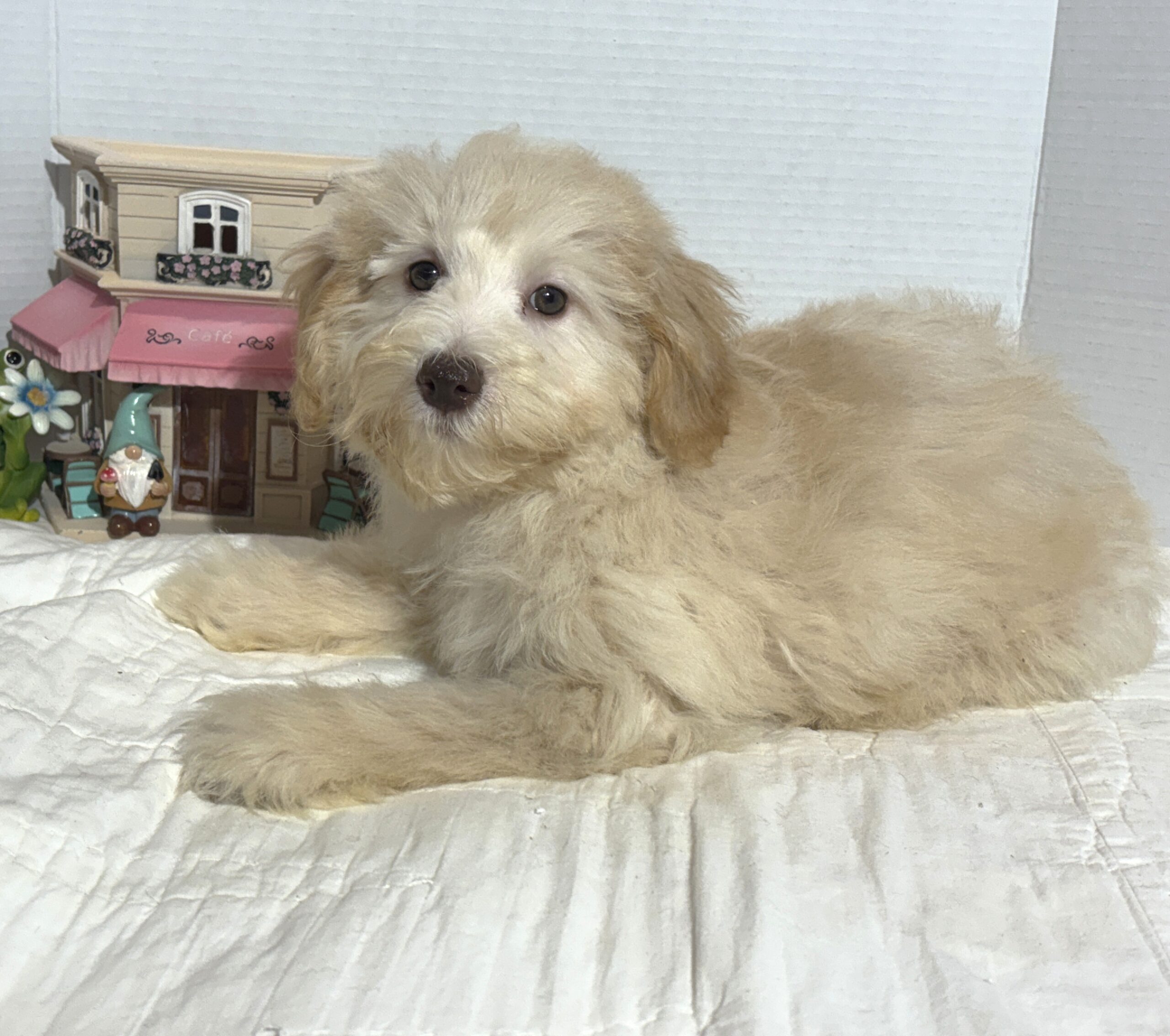 BELLE – Miniature Schnoodle $2000