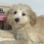BELLE – Miniature Schnoodle $2000