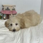 BELLE – Miniature Schnoodle $2000