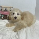 BELLE – Miniature Schnoodle $2000