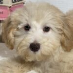 BELLE – Miniature Schnoodle $2000
