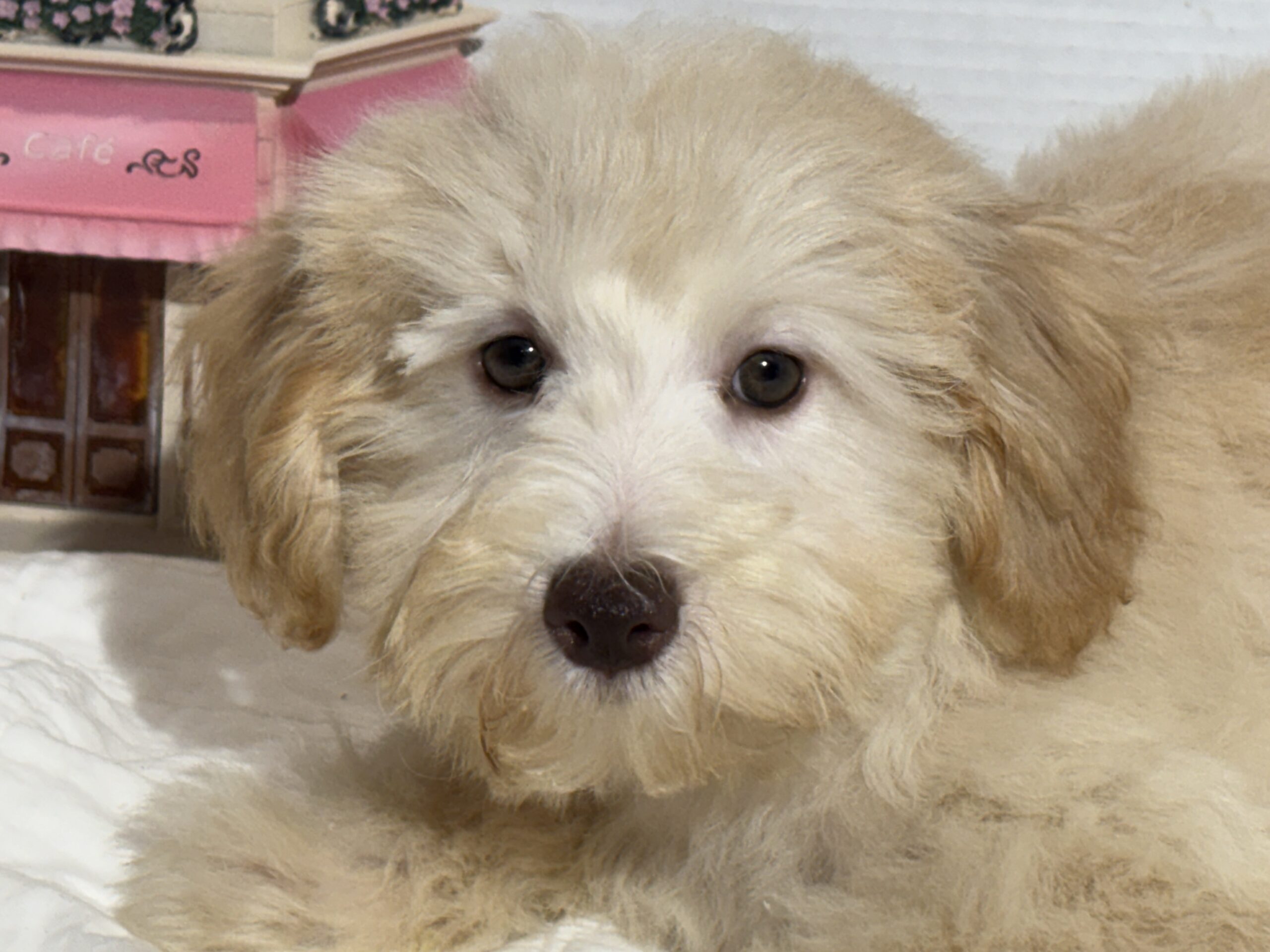 BELLE – Miniature Schnoodle $2000