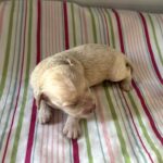 Belle – Miniature Schnoodle $2200